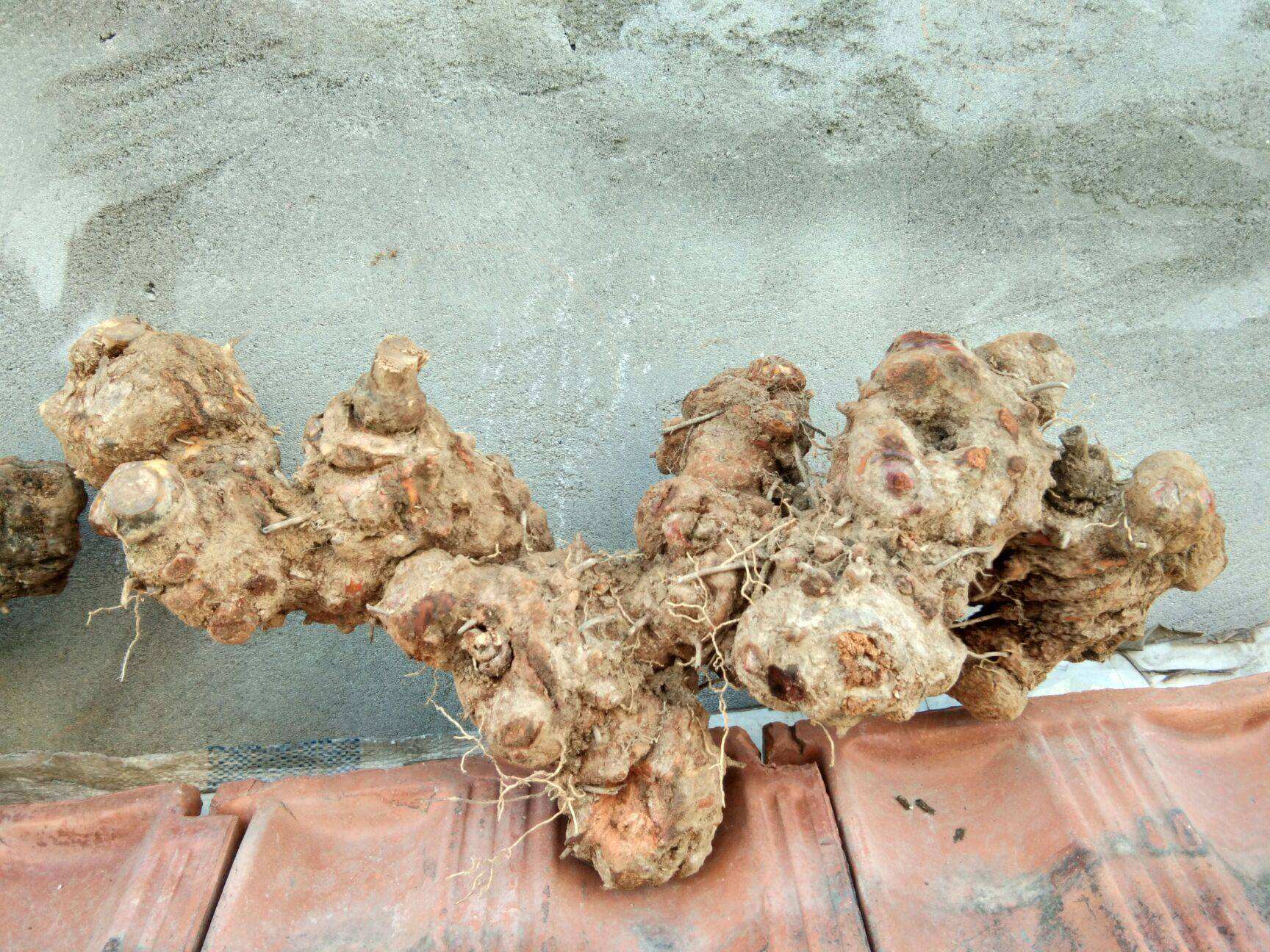 农村带刺的植物金刚刺,学名菝葜,人称湿气之王,遇到挖些备用