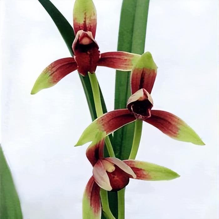 国兰"四大天王"之国魂,是建兰经典红素,花开后兰香浓郁