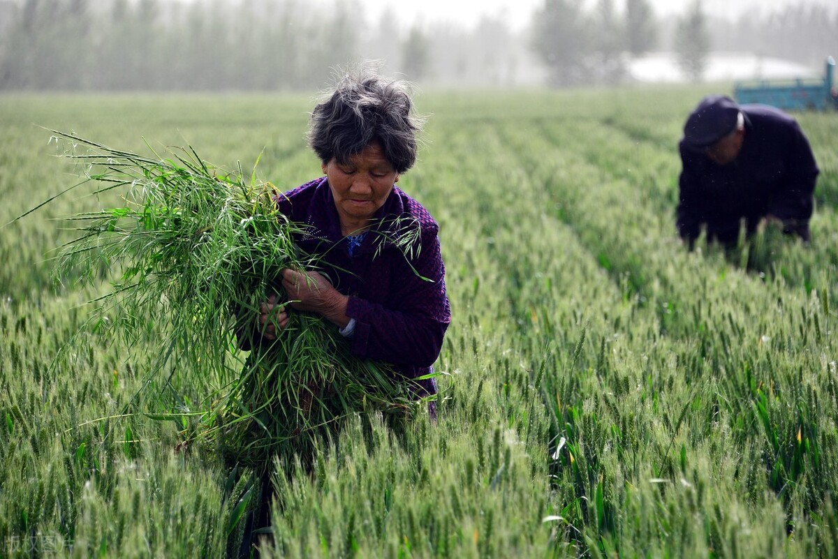 小麦除草剂 - 优质图片专区