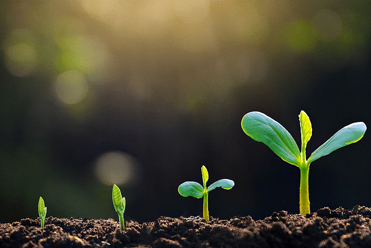 3万年后仍复生!科学家将3万年前的种子培植成活,开的花却已不同