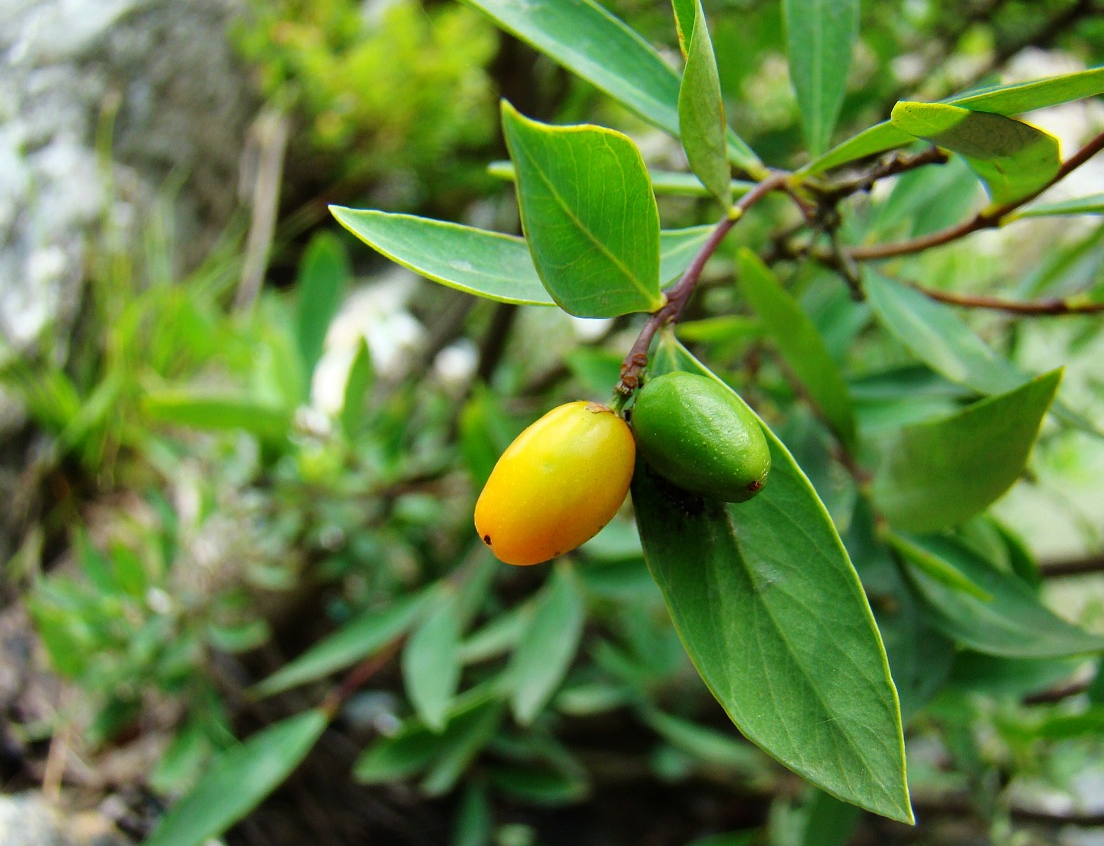 此神兵不俗,救了赵匡胤的命而赐名"紫金鞭",小贼常随身携带