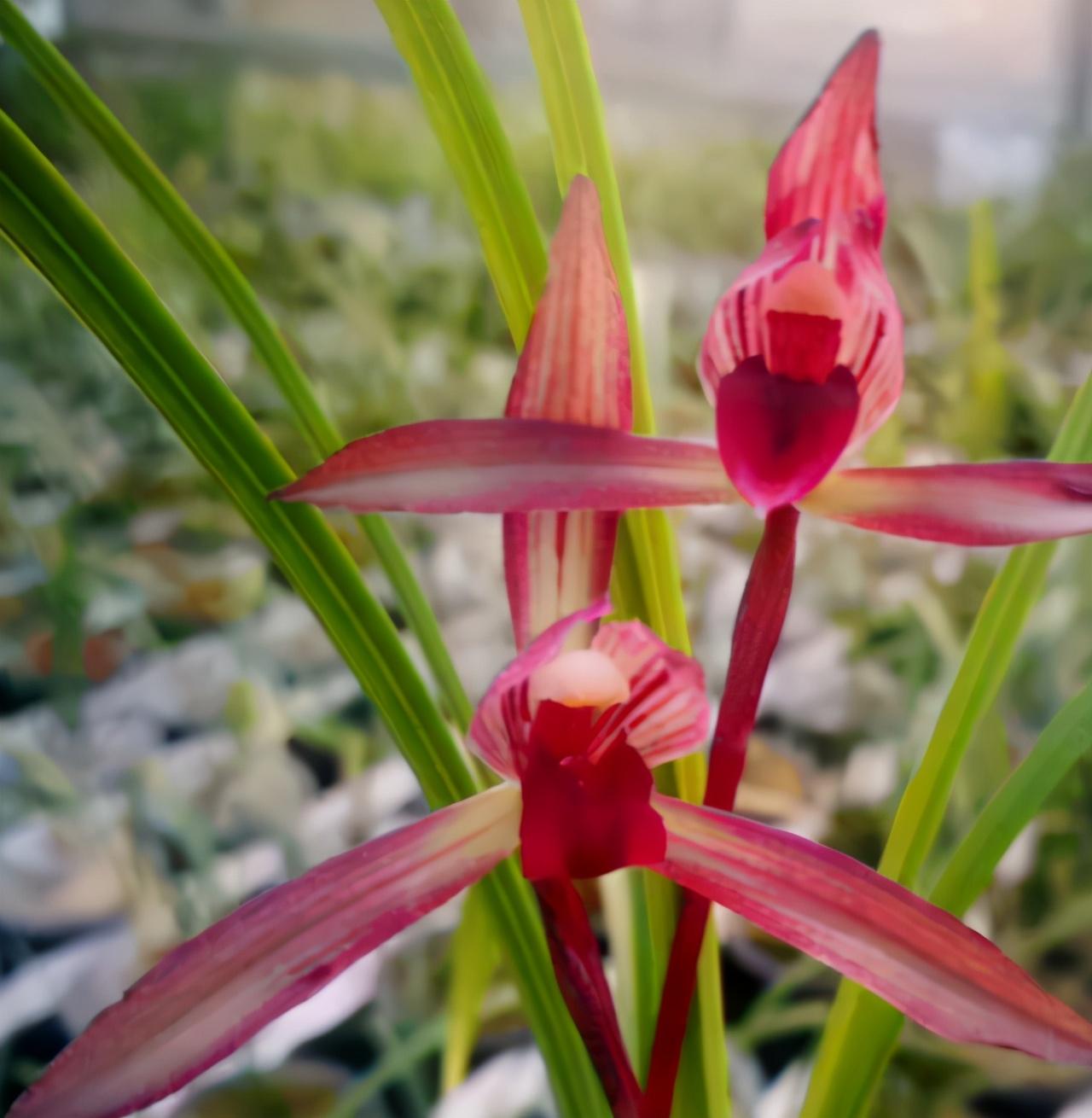 云南春兰第一红素——滇红素,叶形优美,花色艳丽,观感极佳