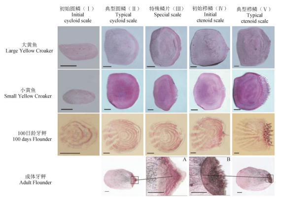 大眼鸡不是一只鸡,而是一条鱼!