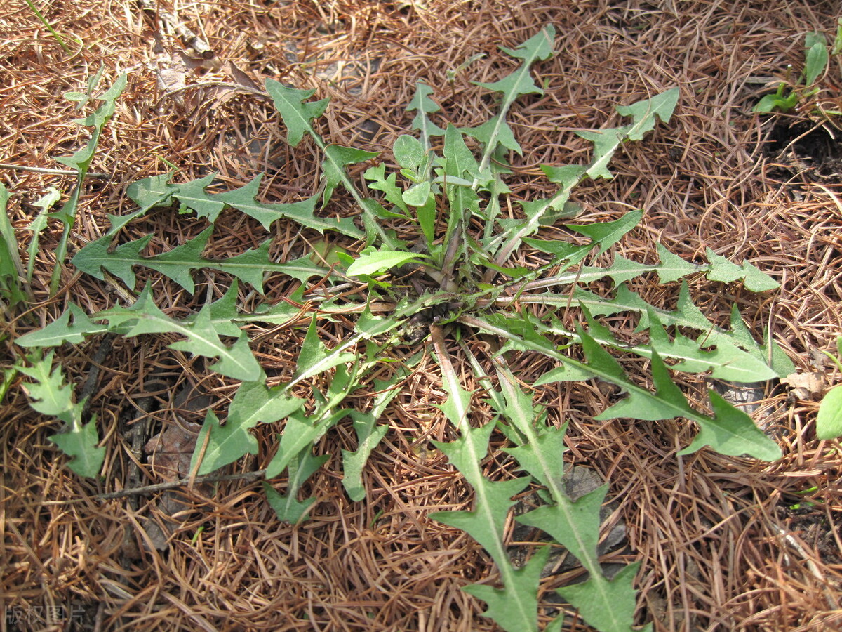 开春就能吃的4种野菜