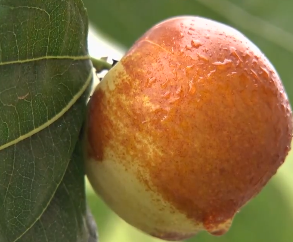 回顾:山西老农研发枣树新品种,一颗枣售价10元,售额至少1500万