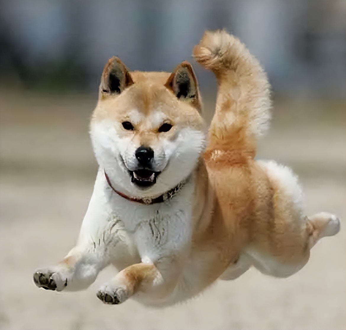 日本的国宝级犬种——秋田犬!