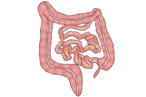 科普丨秋季,老年人要警惕食物性肠梗阻