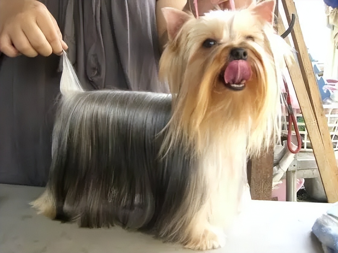 掉毛少的4种狗,养了就不想换狗了,你养了吗?