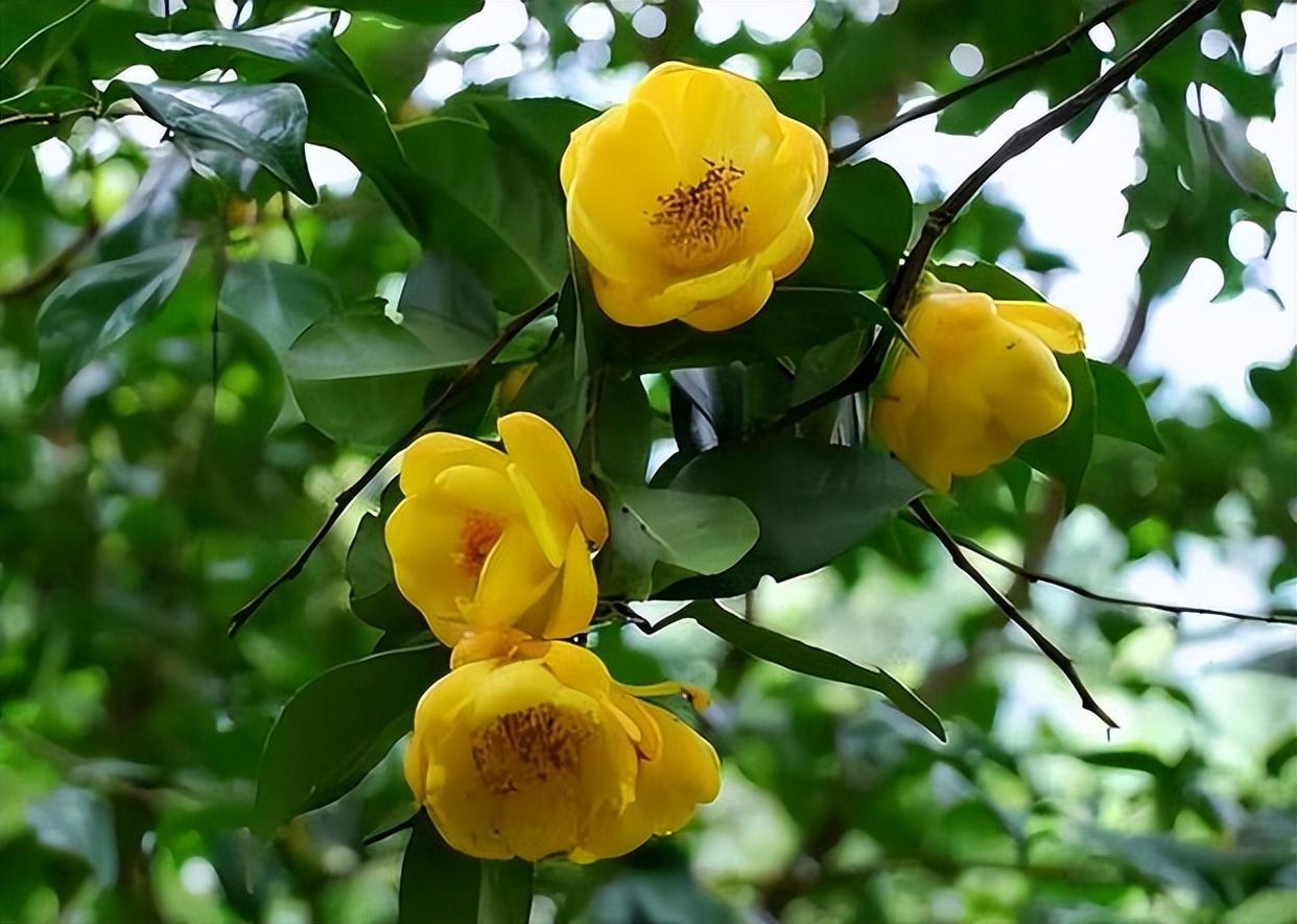 深受花友喜爱的金花茶,花瓣金黄,营养丰富,可观赏可泡茶