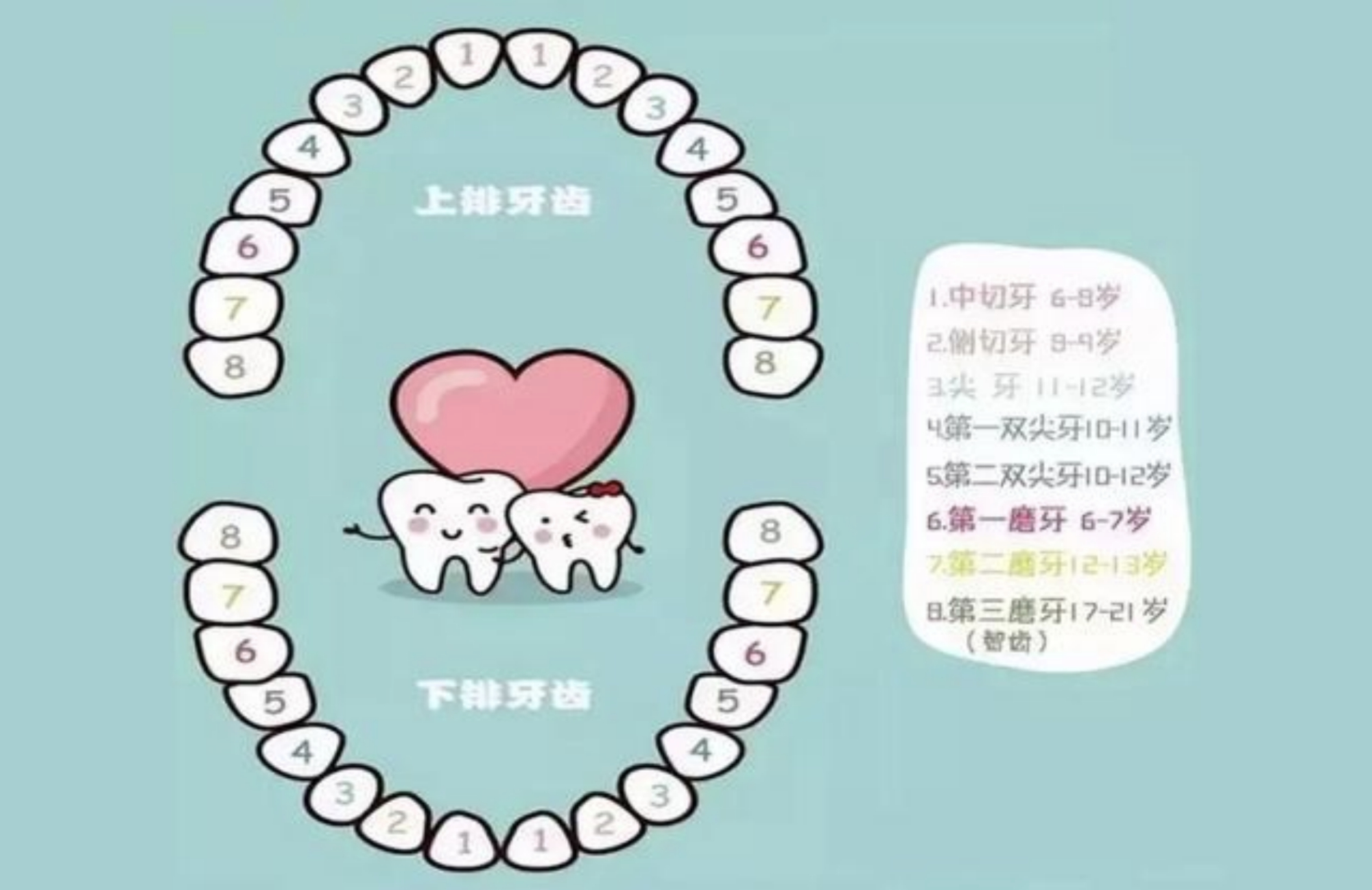 儿童换牙顺序图:孩子的乳牙几岁换?该怎么护理?一文说清