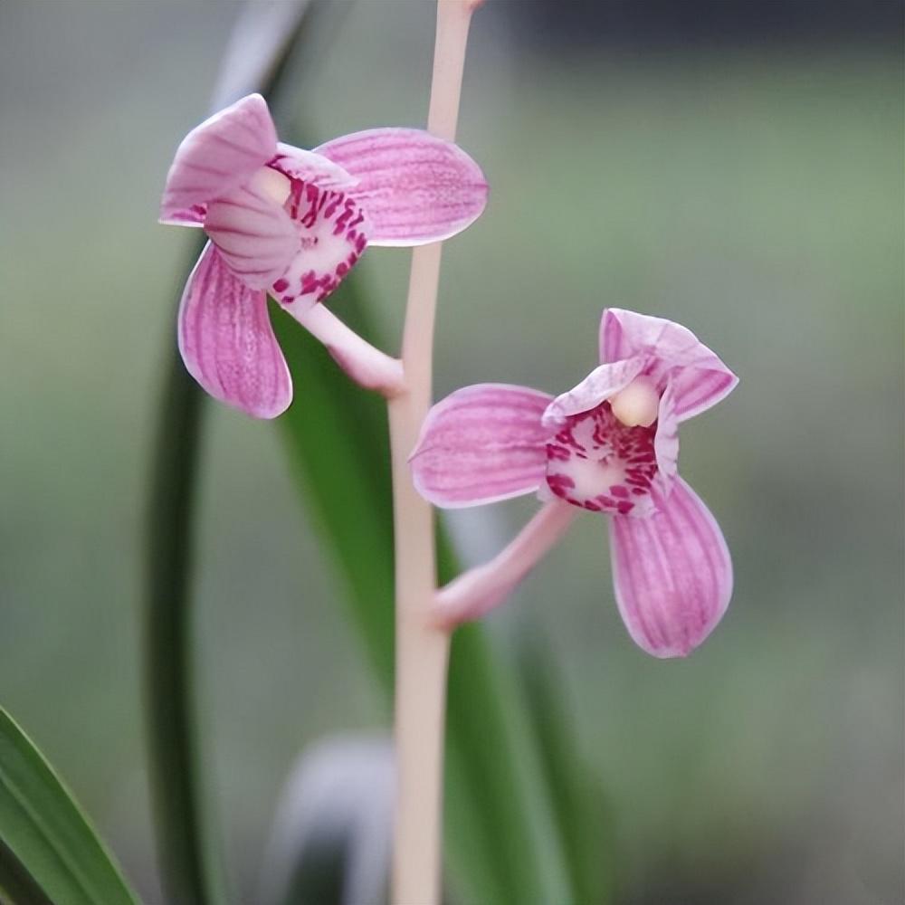 四季兰名花——东方红荷,花型正格,花色水红,香气轻松飘满园