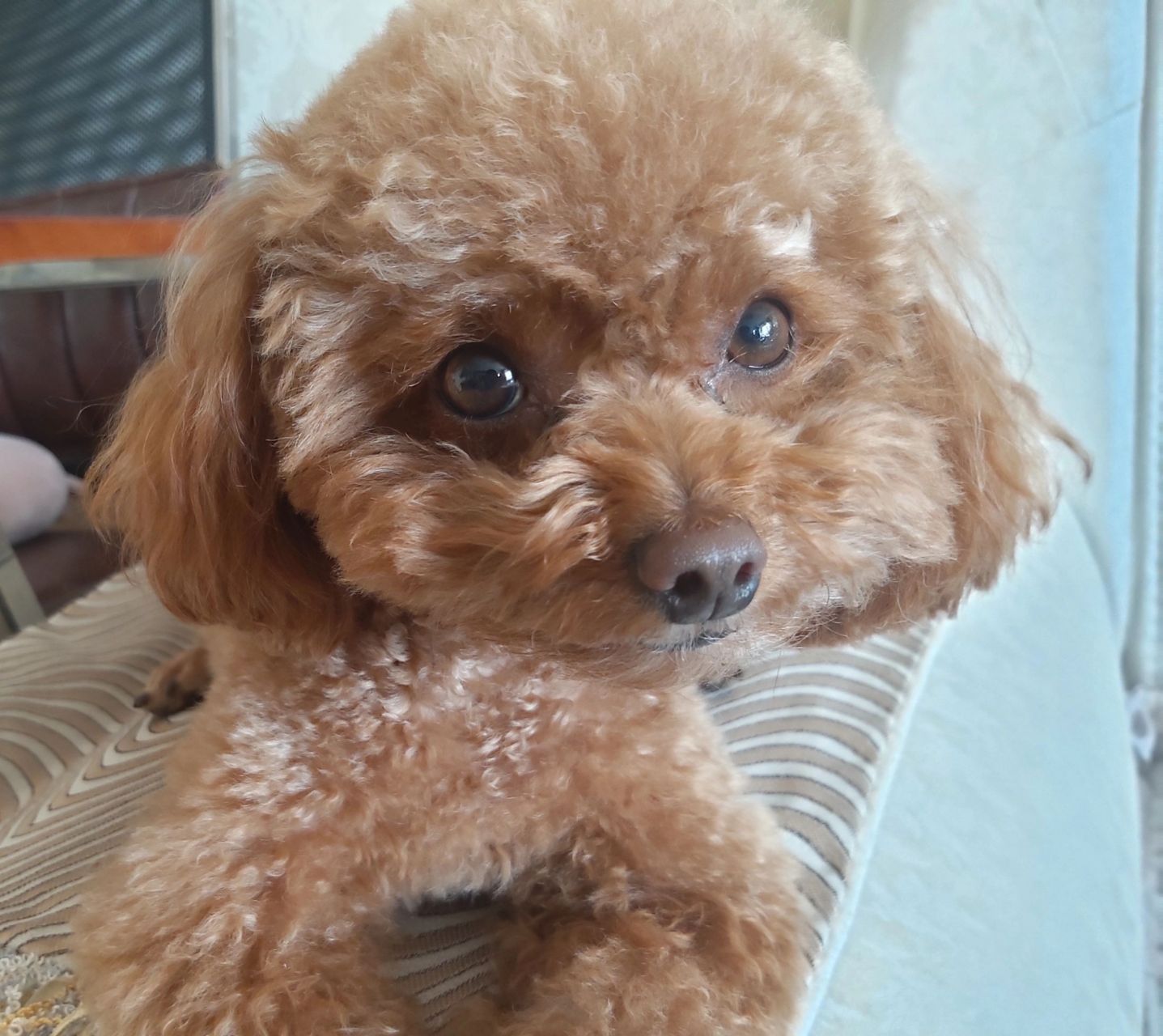 我的小狗再也不会回来了 我的小狗是一只小小的棕色贵宾犬,是最常见