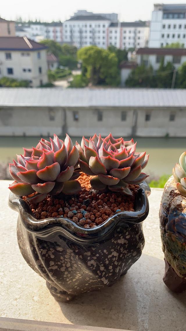 多肉赫拉状态差,满足"三习性",纹路清晰颜色艳,弥漫甜甜香气