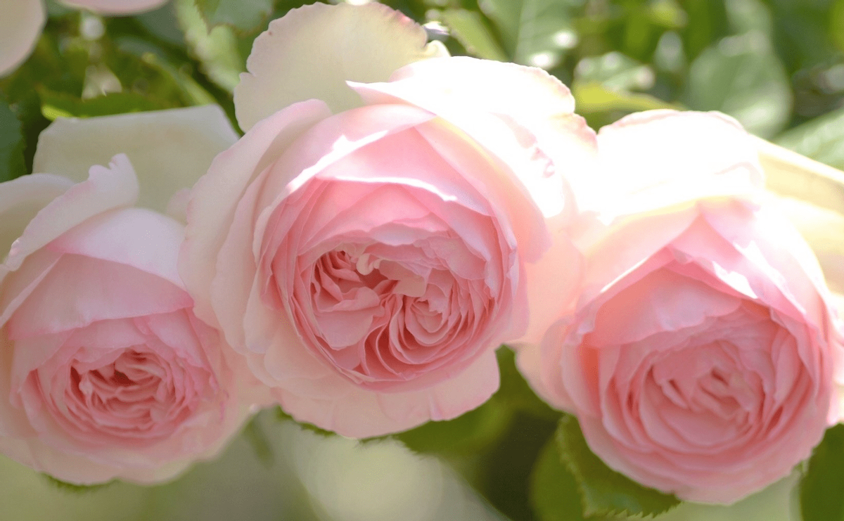 不管家里有没有庭院,我建议爱花人养一株,藏不住的美观和气质