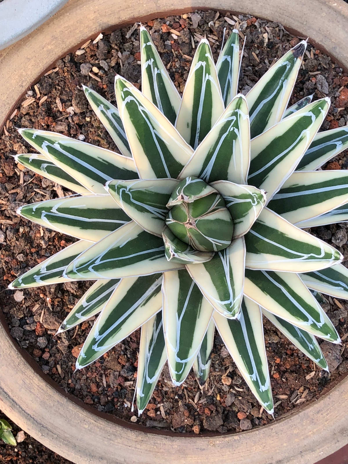 5种花"真霸气",长的丑八怪,棵棵"旺家宅"