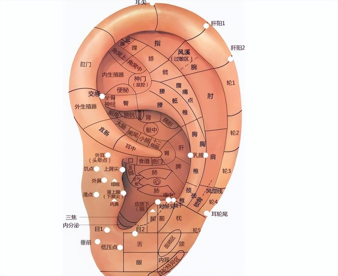 耳朵颈椎的准确位置图图片