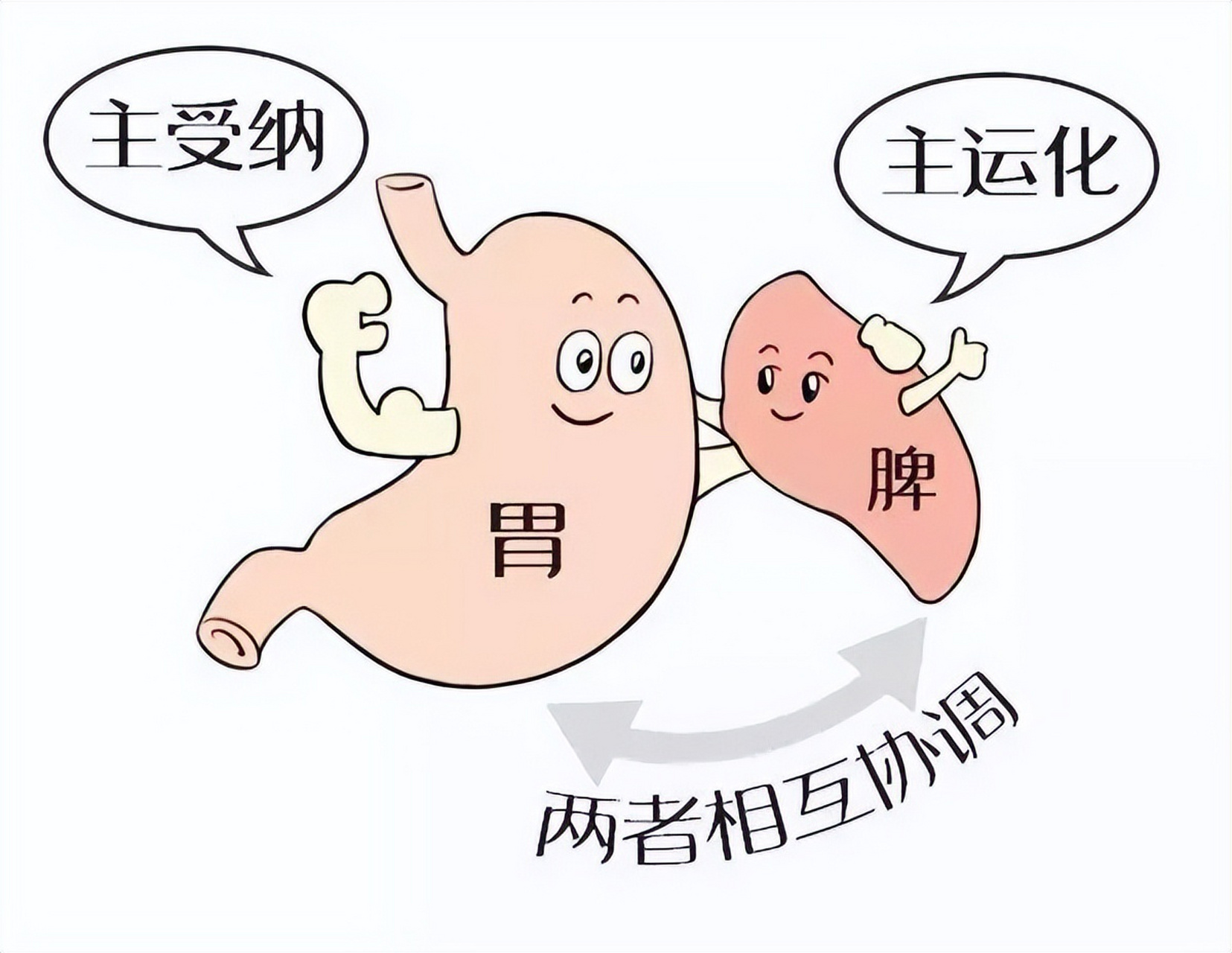 2,看体形 脾虚的人要么很瘦,要么很胖,脾胃虚使得津液代谢异常,身体