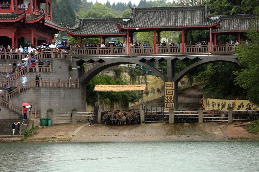 准备好了!一起去蓬安看百牛渡江吧