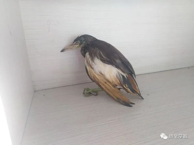 警务保障室联系县秦保局,妥善处置一只生病的野生保护动物苍鹭