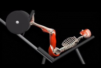 用腿举机练习腿部肌肉时,一定要注意,不可以随意增加踏板的重量,以免