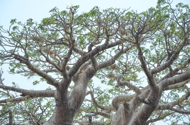 非洲神器奇"倒栽树",巨大无比,仿佛外星来物