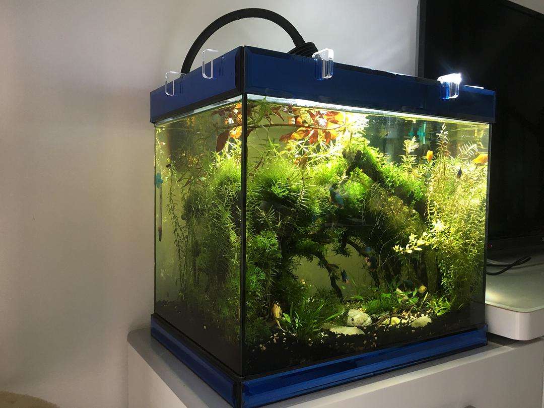 底滤鱼缸需要加氧气泵吗?底滤鱼缸如何调节水位