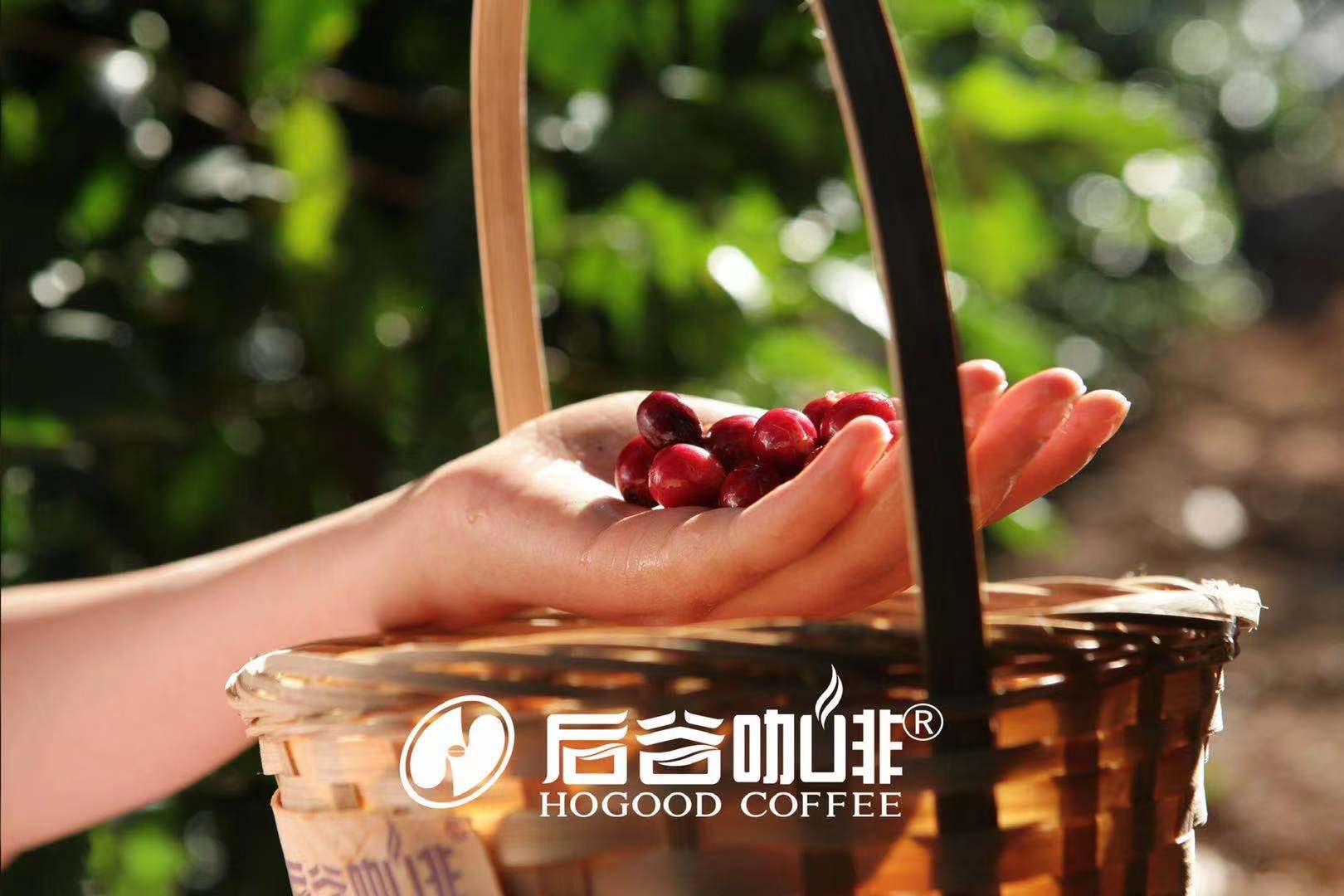 永远无法低估的人类的重口味,你所不知的象屎咖啡