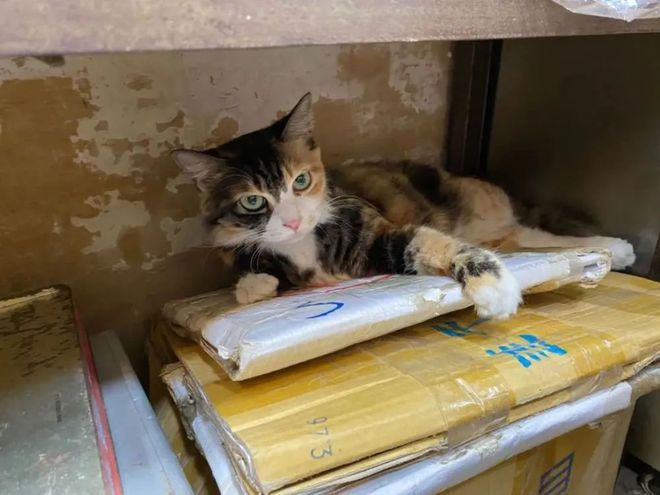 18张图告诉你"打工猫"有多辛苦,网友:比我还要忙!