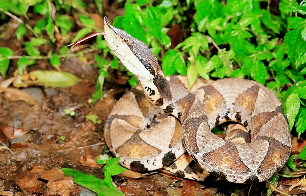 银环蛇,五步蛇和舟山眼镜蛇,哪种蛇才是中国最致命的毒蛇