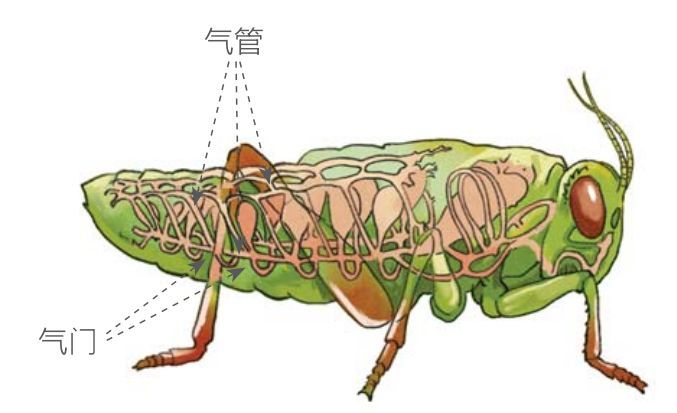 昆虫最大能长多大?为何现在的昆虫普遍都比较小?