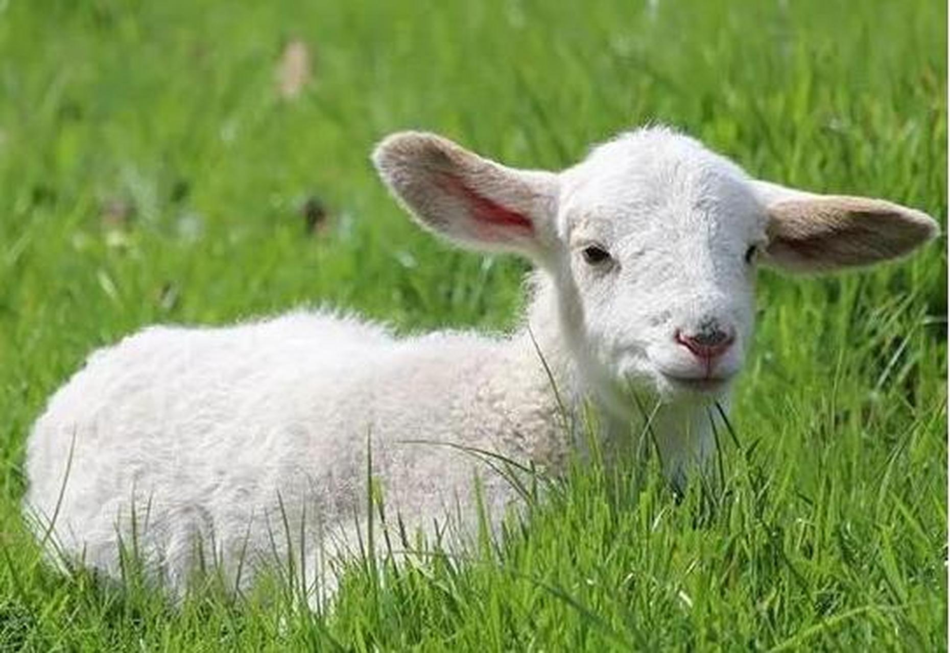 羊羔瘫软是什么原因造成的?养羊人一定要学会!