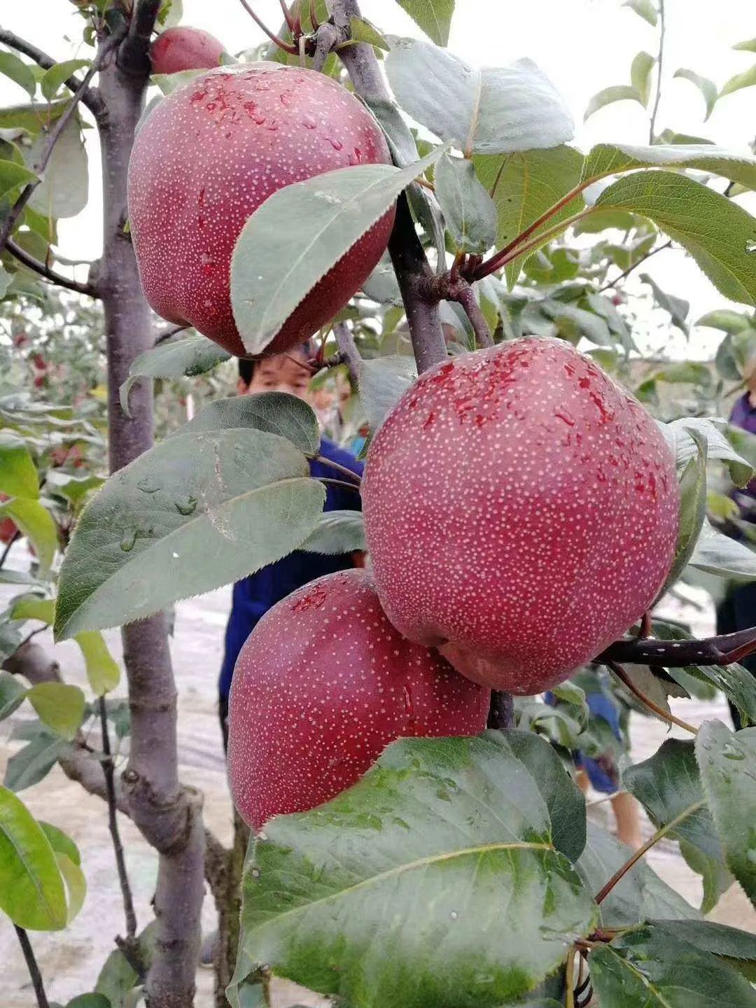 【山西日报】盐湖区红香酥梨促增收