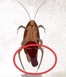 雌性蟑螂一生只需要交配一次,就可以一直生出小蟑螂.