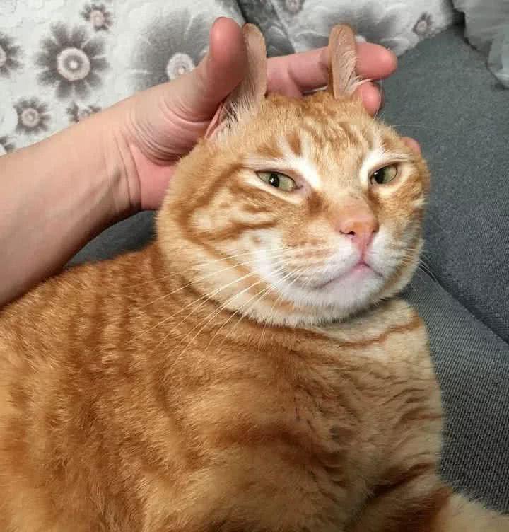 这些"难养"的猫咪,如果你养过,敬你是条汉子!