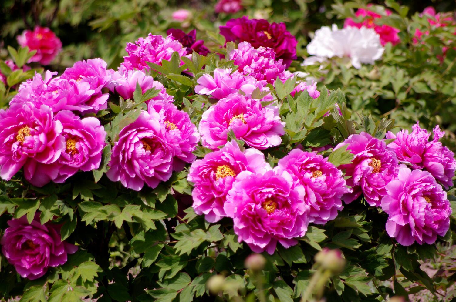 江苏盐城盐都区:牡丹花开春意浓