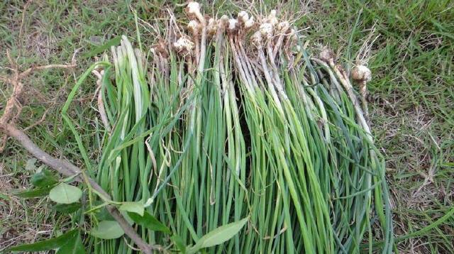 呼伦贝尔大草原的——野韭菜