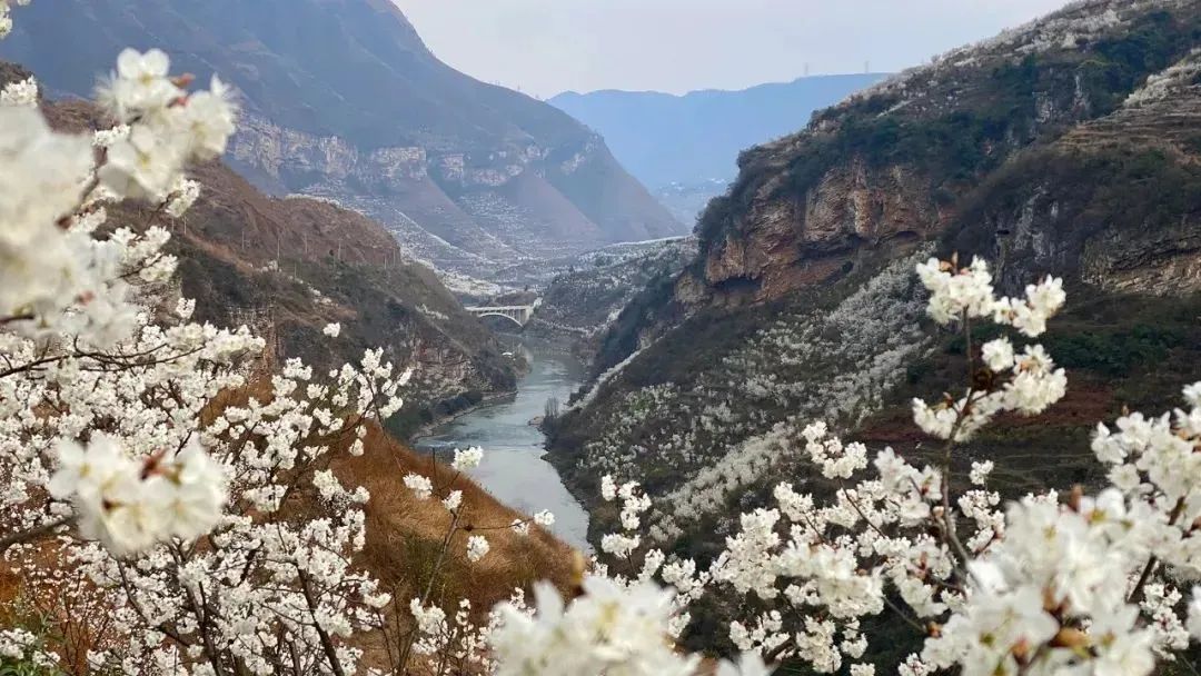 毕节樱花图片