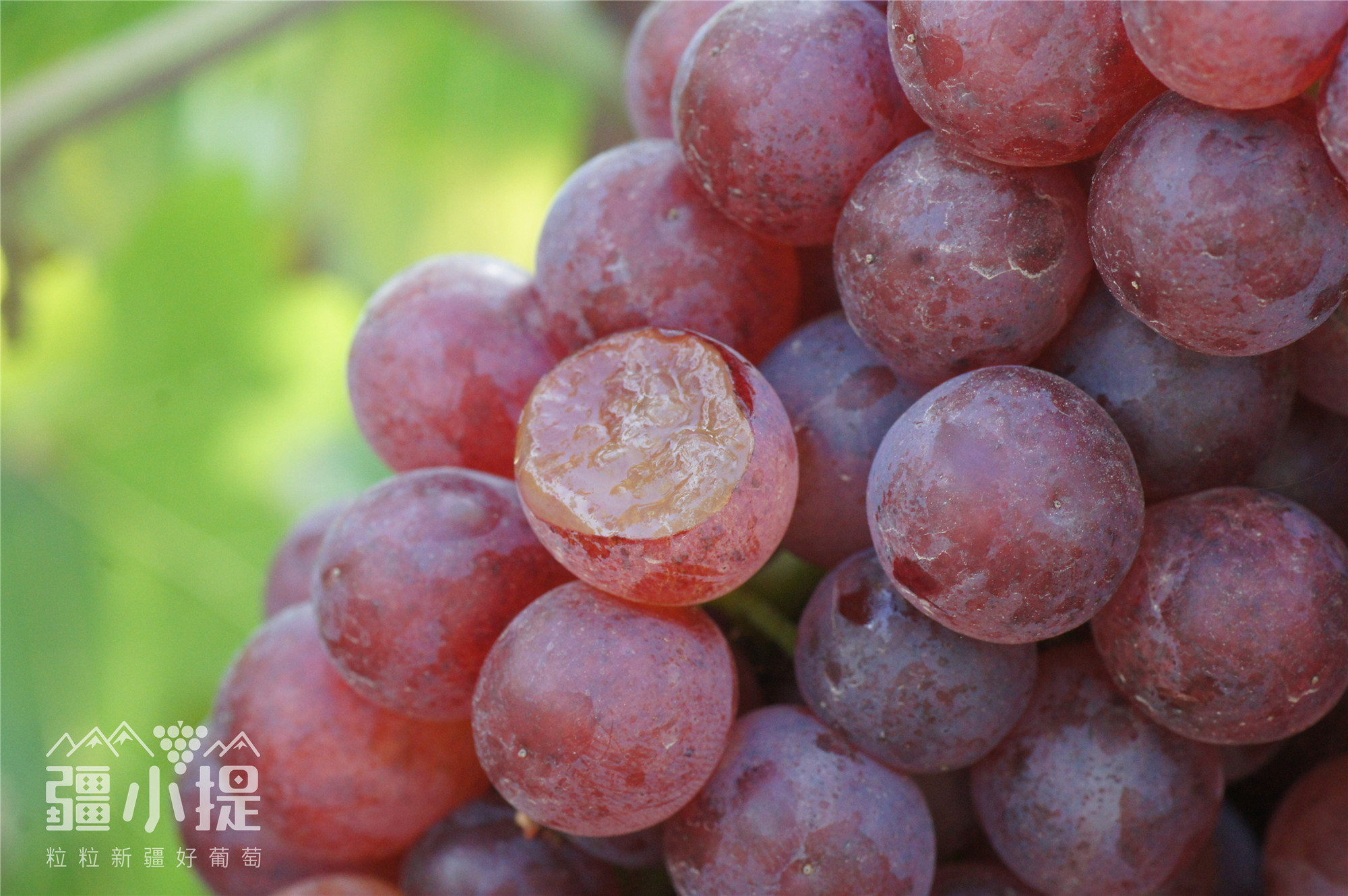 疆小提玻璃翠葡萄,迷你小巧,脆甜多汁,颗颗无籽