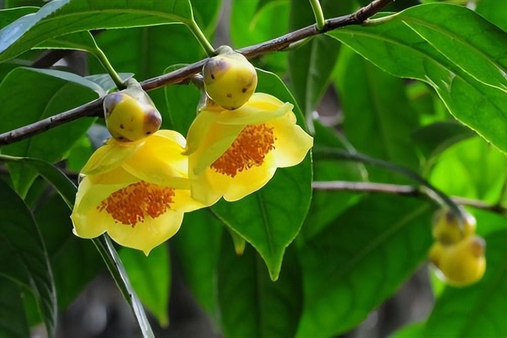 此茶花被誉为"茶族皇后",花色金黄,营养丰富,观赏食用两不误