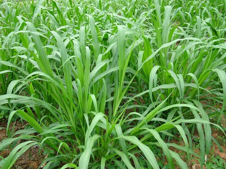 饲料草种植哪些品种