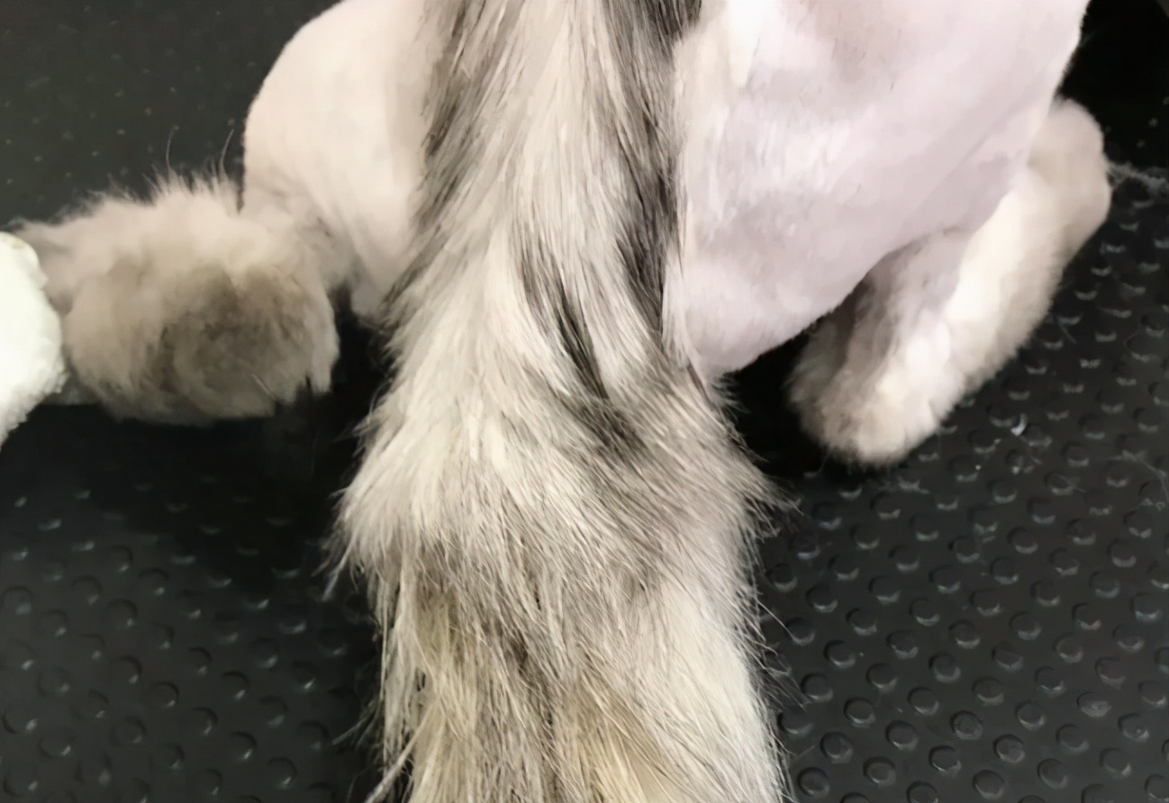 猫咪尾巴有这5种情况时,说明它生病了