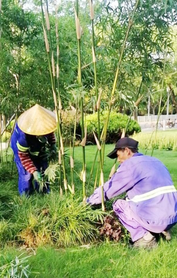 綠化養護工人:為花草