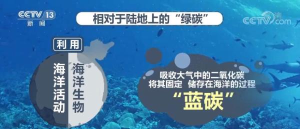 科普 碳汇:用生态手段减少温室气体浓度