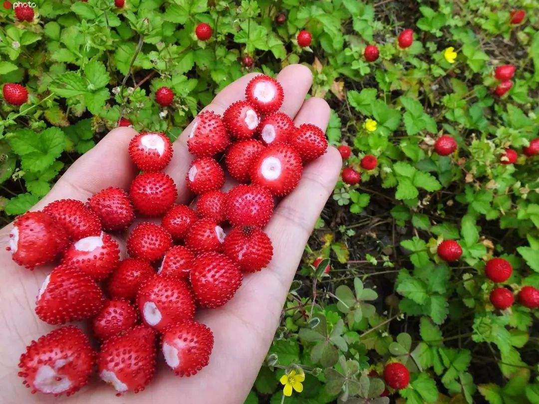 农村随处可见的蛇莓能吃吗?有怎样的药用价值?
