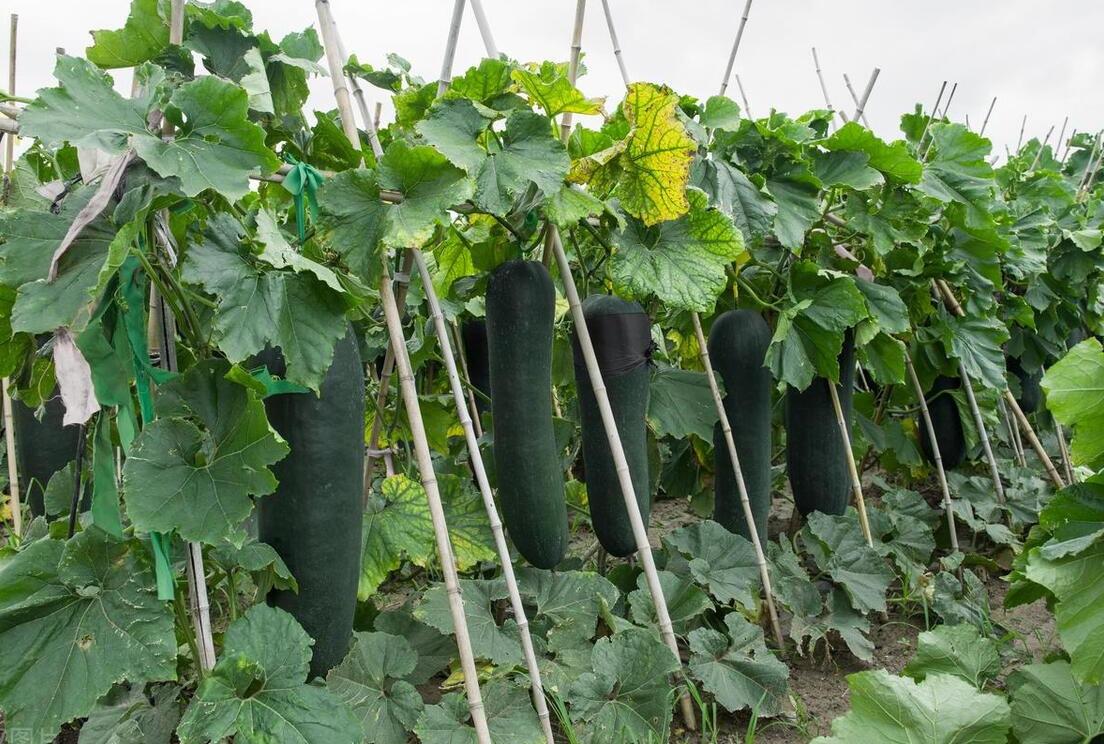 入伏后哪些蔬菜不再适宜种植?这些蔬菜别轻易种,否则白忙活