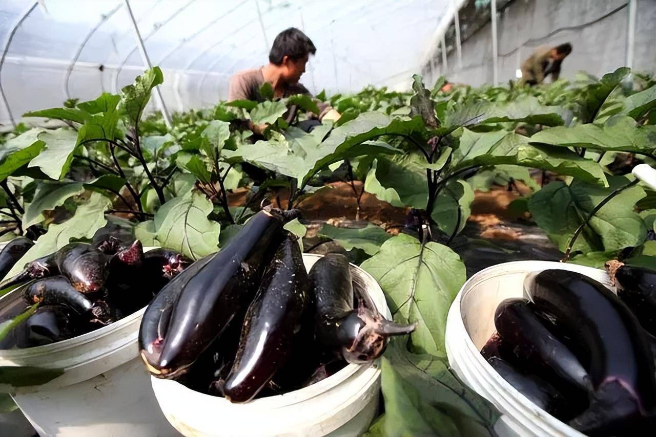 茄子最忌什么肥料?最适合茄子的肥料,看看你是不是这样做的