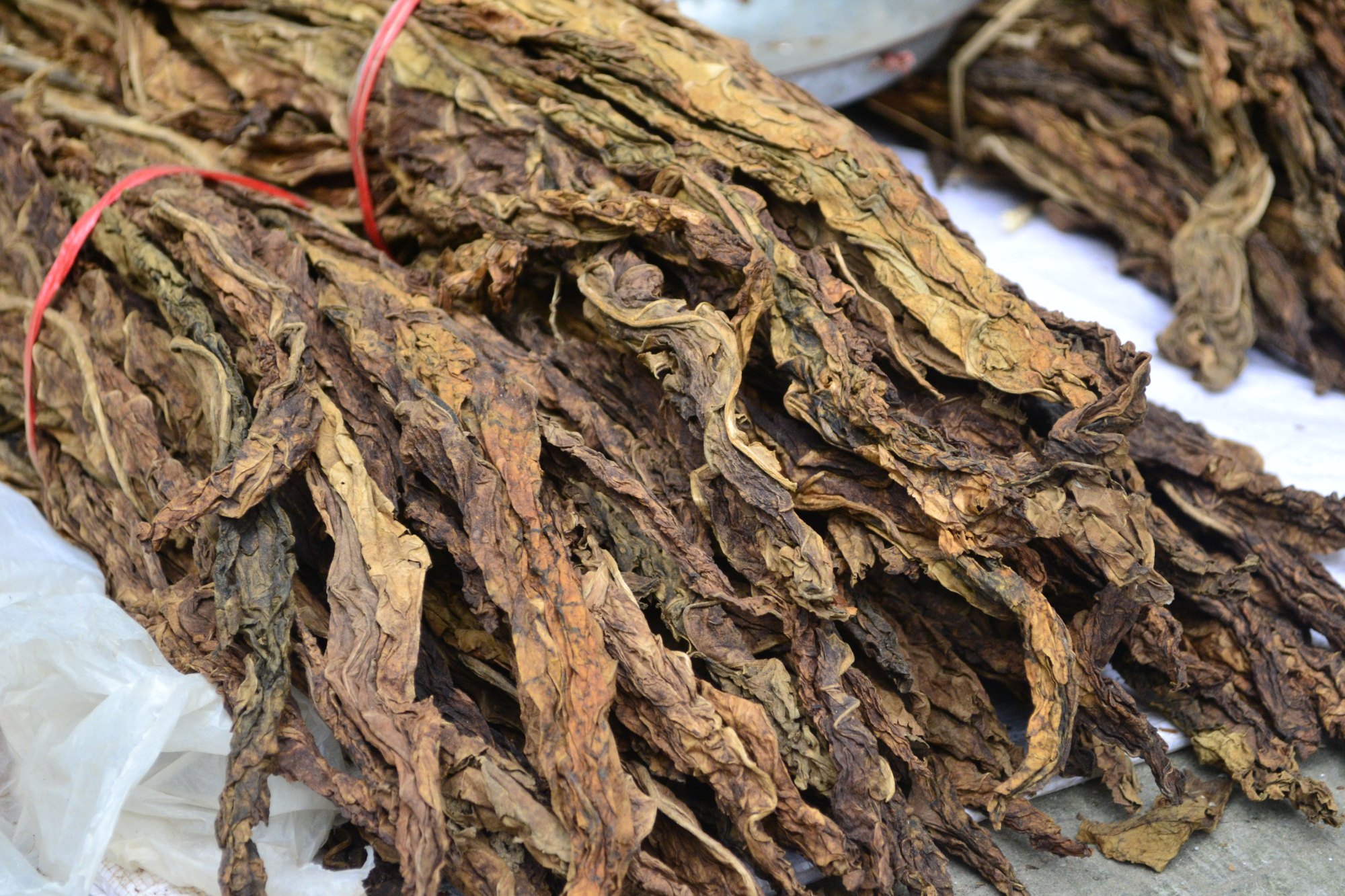 仪陇乐兴客家人的"土烟客"——乐兴廖聪敏