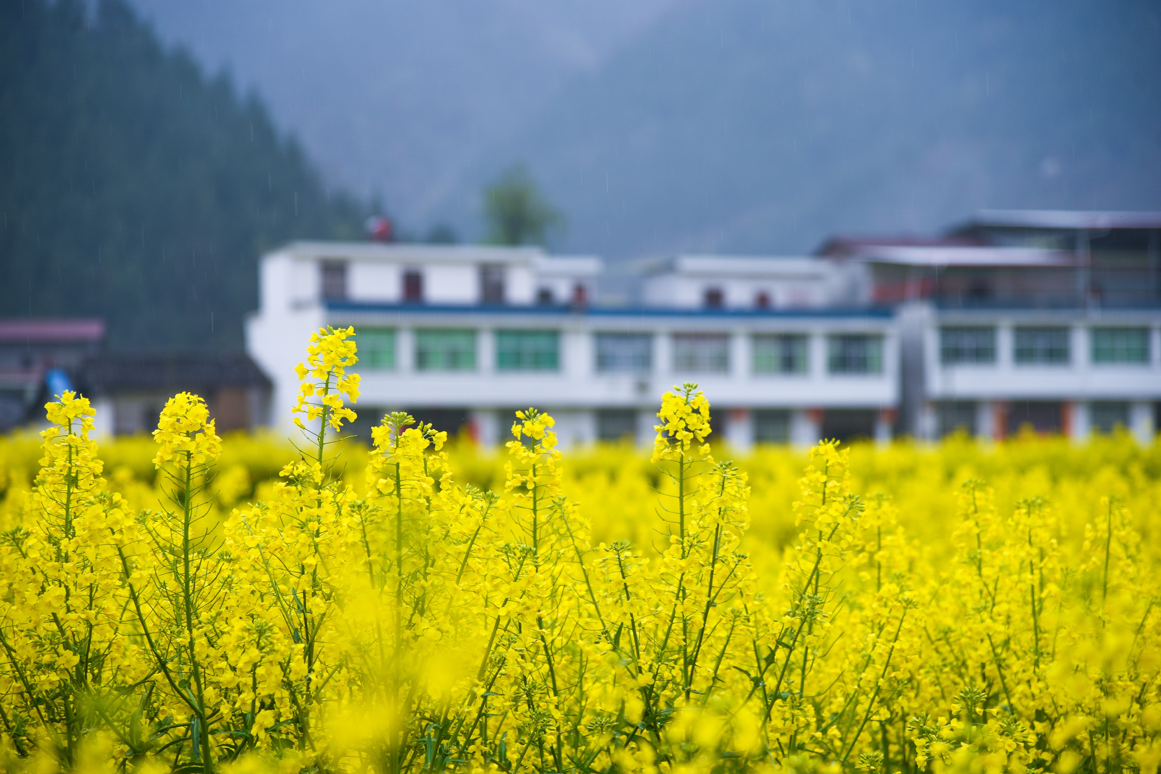 汉中油菜花最佳观景点图片