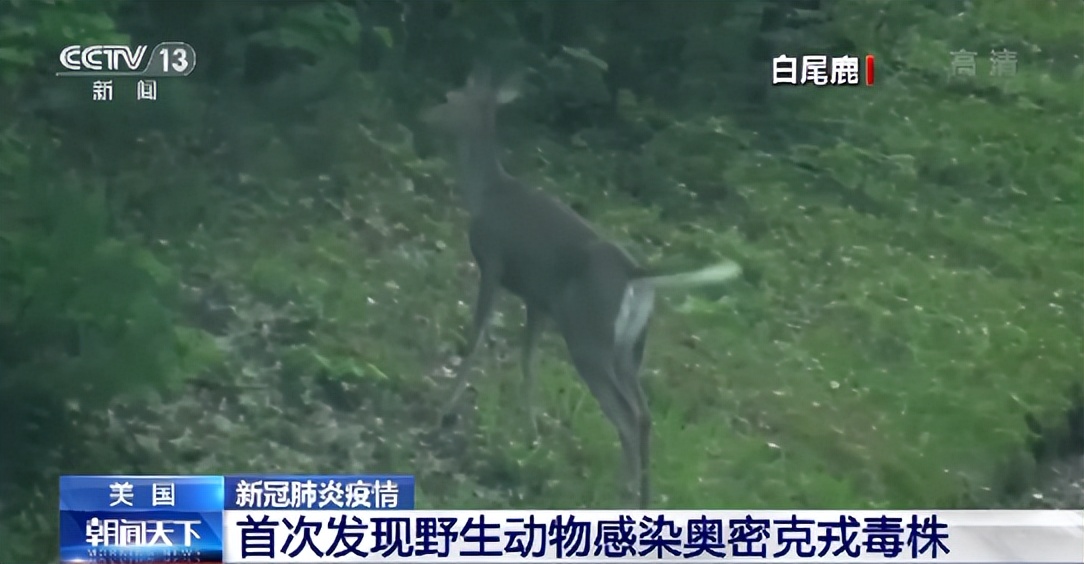 完达山1号放归山林1年,还没找到老婆,为啥国家不给它发一个?