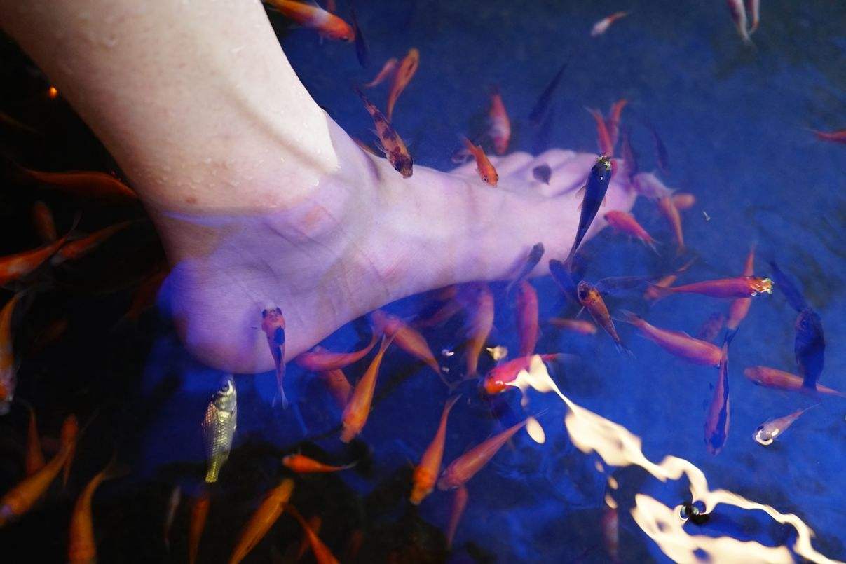 爱吃脚皮的温泉鱼到底有多恐怖?老外用大鱼测试,看完瑟瑟发抖